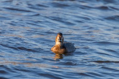 Pochard dişisi gölde yüzüyor (Aythya ferina)