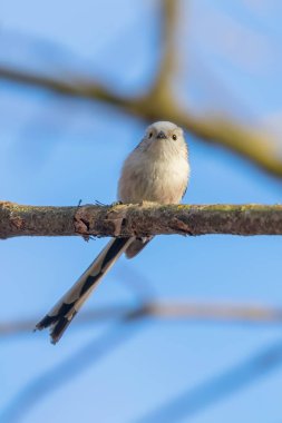 Uzun kuyruklu baştankara dalı (Bayağı uzunkuyruk) üzerinde küçük sevimli kuş