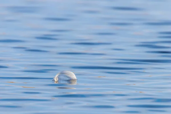 Pena de pássaro na superfície da água com espaço para texto — Fotografia de Stock