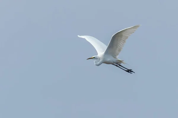 Great Egret Flying (Ardea alba) cielo despejado — Foto de Stock