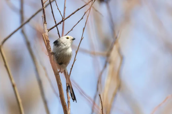 Teta de cauda longa no ramo (Aegithalos caudatus) Pássaro pequeno bonito — Fotografia de Stock