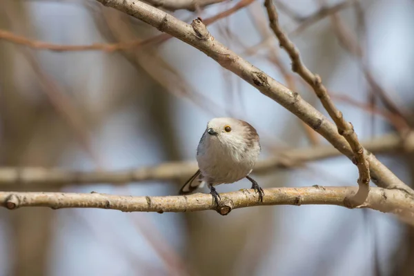 Mésange à longue queue sur la branche (Aegithalos caudatus) Petit oiseau mignon — Photo