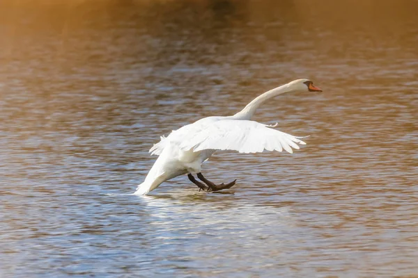 Swan landing on water — Stock Photo, Image