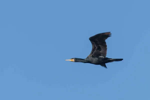 Grande Cormorano in volo (Phalacrocorax carbo) — Foto Stock