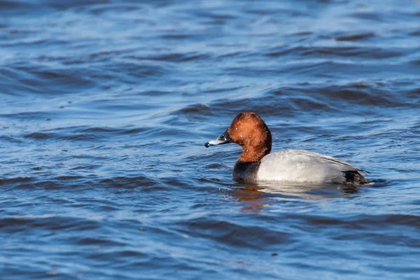 Běžný Pochard samec koupající se v jezeře (Aythya ferina) — Stock fotografie