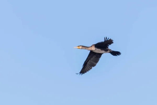 Grande Cormorano in volo (Phalacrocorax carbo) — Foto Stock