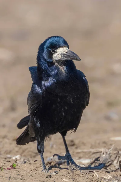 Rook sur le terrain (Corvus frugilegus) — Photo