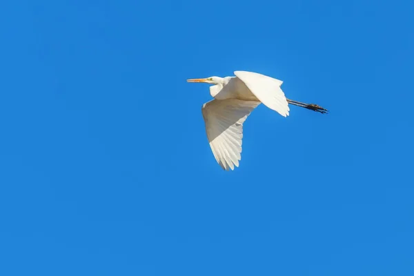Great Egret Flying (Ardea alba) cielo despejado — Foto de Stock