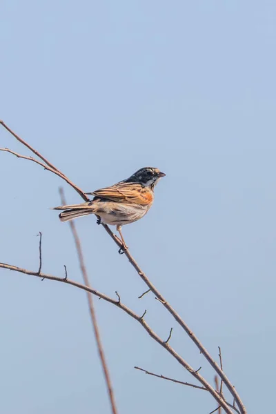 Rýžové výhonky (Emberiza schoeniclus) sedící na větvi — Stock fotografie