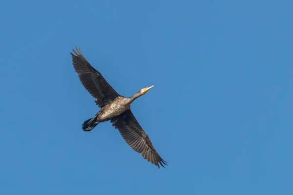 Grande Cormorano in volo (Phalacrocorax carbo) — Foto Stock