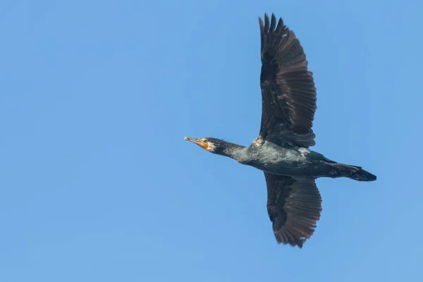 Gran Cormorán en vuelo (Phalacrocorax carbo) — Foto de Stock