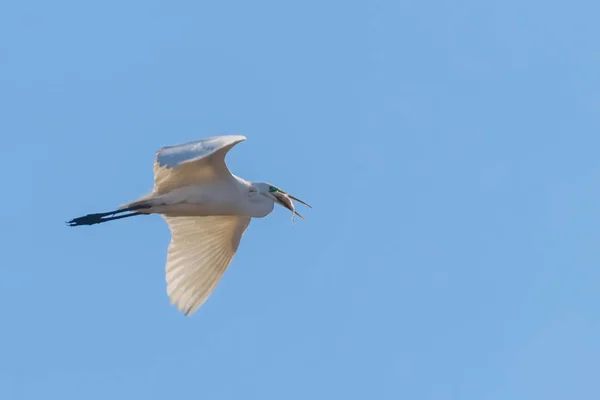 Grande Egret Voando com peixes em bico, (Ardea alba) Grande Egret F — Fotografia de Stock