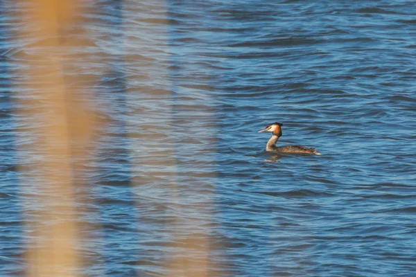 Stor kråka på vatten (Podiceps cristatus) — Stockfoto