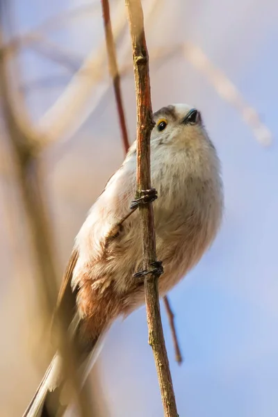Mésange à longue queue sur la branche (Aegithalos caudatus) Petit oiseau mignon — Photo