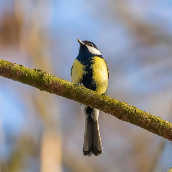 Great tit on branch (Parus major) Cute little Bird — Stock Photo, Image