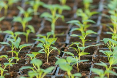 Biber fidesi, biber, Bahar fidan genç yapraklar. Spr