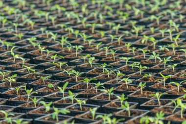 Filiz domates. Saksı domates fidesi yeşil yaprakları.