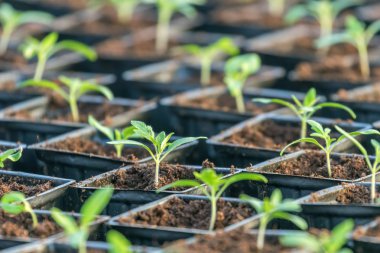 Filiz domates. Saksı domates fidesi yeşil yaprakları.