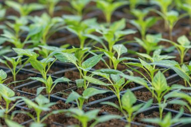 Biber fidesi, biber, Bahar fidan genç yapraklar. Spr