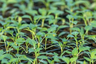 Biber fidesi, biber, Bahar fidan genç yapraklar. Spr