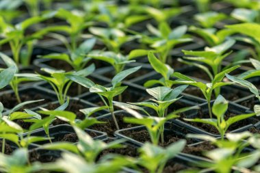 Biber fidesi, biber, Bahar fidan genç yapraklar. Spr