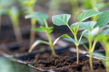 Biber fidesi, biber, Bahar fidan genç yapraklar. Spr