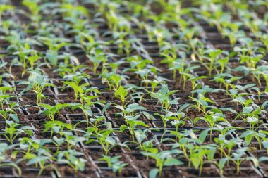 Biber fidesi, biber, Bahar fidan genç yapraklar. Spr