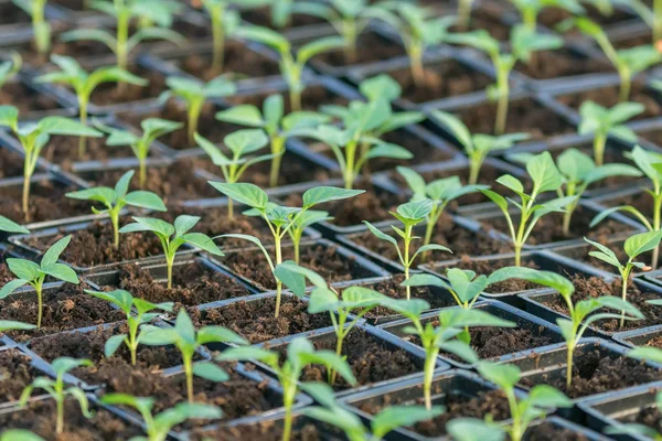 Pepper Seedlings, dedaunan muda lada, benih musim semi. Spr — Stok Foto