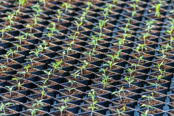 Sprouted Tomato. Potted Tomato Seedlings Green Leaves.