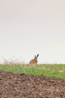 Avrupa kahverengi tavşan (tavşan europeaus) alanında gizleme tim bahar