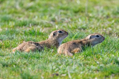 Avrupa zemin sincap, Souslik (Spermophilus citellus) natur