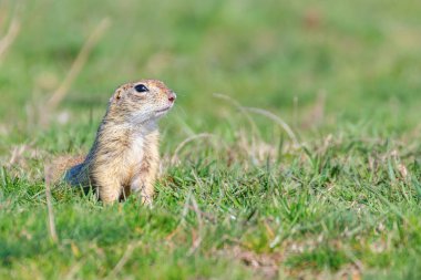 Avrupa zemin sincap, Souslik (Spermophilus citellus) natura