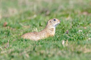 Souslik (Spermophilus citellus) Avrupa zemin sincap 