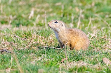 Souslik (Spermophilus citellus) Avrupa zemin sincap 