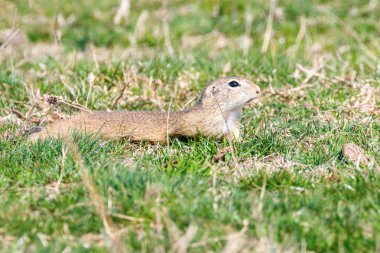 Souslik (Spermophilus citellus) Avrupa zemin sincap 