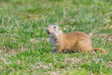 Souslik (Spermophilus citellus) Avrupa zemin sincap 