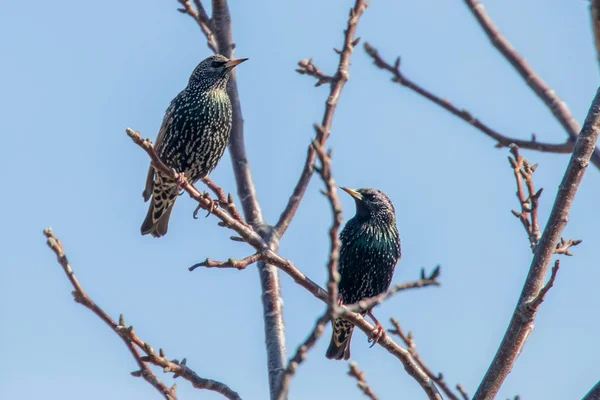 Common Starlings on a branch, Sturnus vulgaris