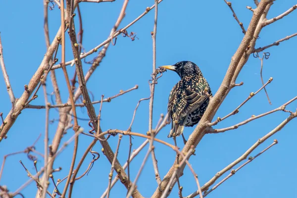 Sturnus vulgaris, ein Star auf einem Zweig — Stockfoto