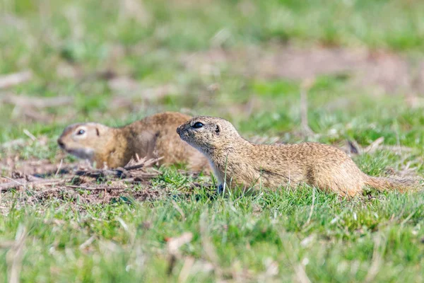 Esquilos terrestres europeus, Souslik (Spermophilus citellus) natur — Fotografia de Stock