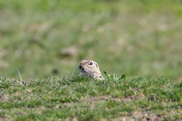 Europeiska marken ekorre, Souslik (Spermophilus citellus) natura — Stockfoto