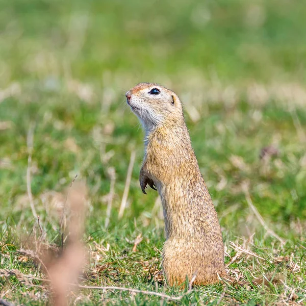 Λαγόγυρος, natura Souslik (Spermophilus citellus) — Φωτογραφία Αρχείου