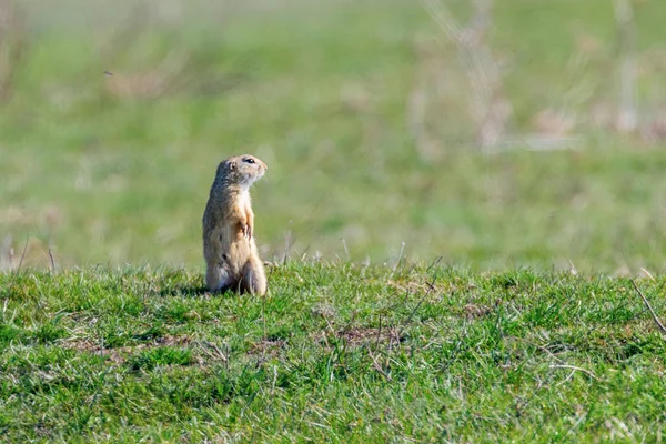 Avrupa zemin sincap, Souslik (Spermophilus citellus) natura — Stok fotoğraf