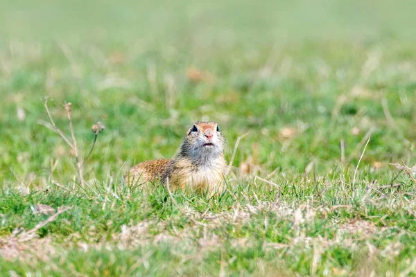 European ground squirrel, Souslik (Spermophilus citellus) natura — Stock Photo, Image