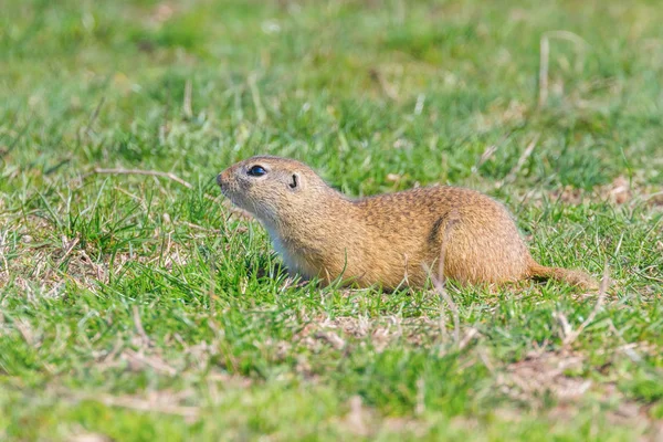 Souslik (Spermophilus citellus) Esquilo terrestre europeu no — Fotografia de Stock