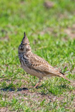 Komik küçük kuş, zeminde (Galerida cristata) Tepeli toygar Wi