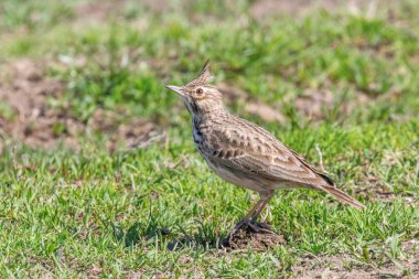 Meydanda tarlakuşu (Galerida kristali) Yaban Hayatı Yaklaş