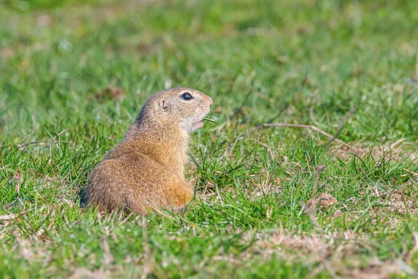 Souslik (Spermophilus citellus) λαγόγυρος για την — Φωτογραφία Αρχείου