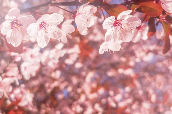 Spring Cherry blossoms Background, Blossoming cherry Close Up