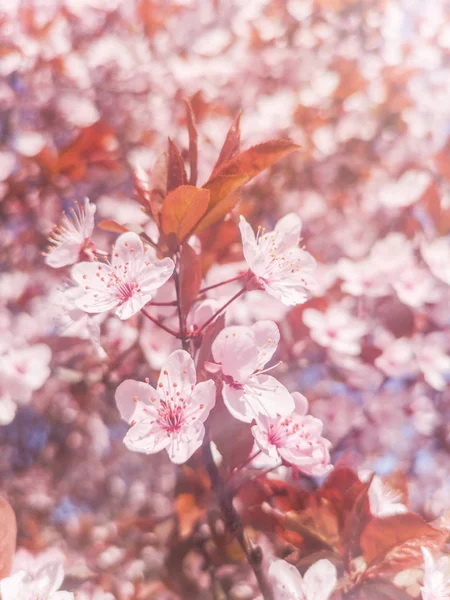 Lente kersenbloesems achtergrond, bloeiende kers close-up — Stockfoto