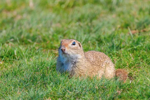 Esquilo-de-chão-europeu, Souslik (Spermophilus citellus) natura — Fotografia de Stock